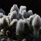 Promise of spring